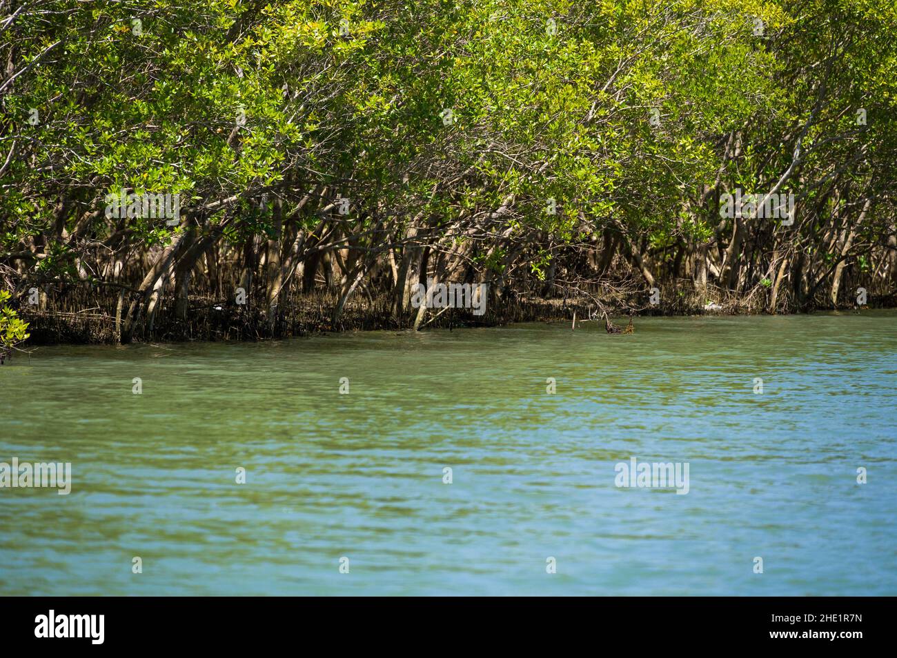 Mangroves (Rhizophora mucronata) qui poussent le long des rives de la rivière saumâtre près de l'océan, Kenya Banque D'Images
