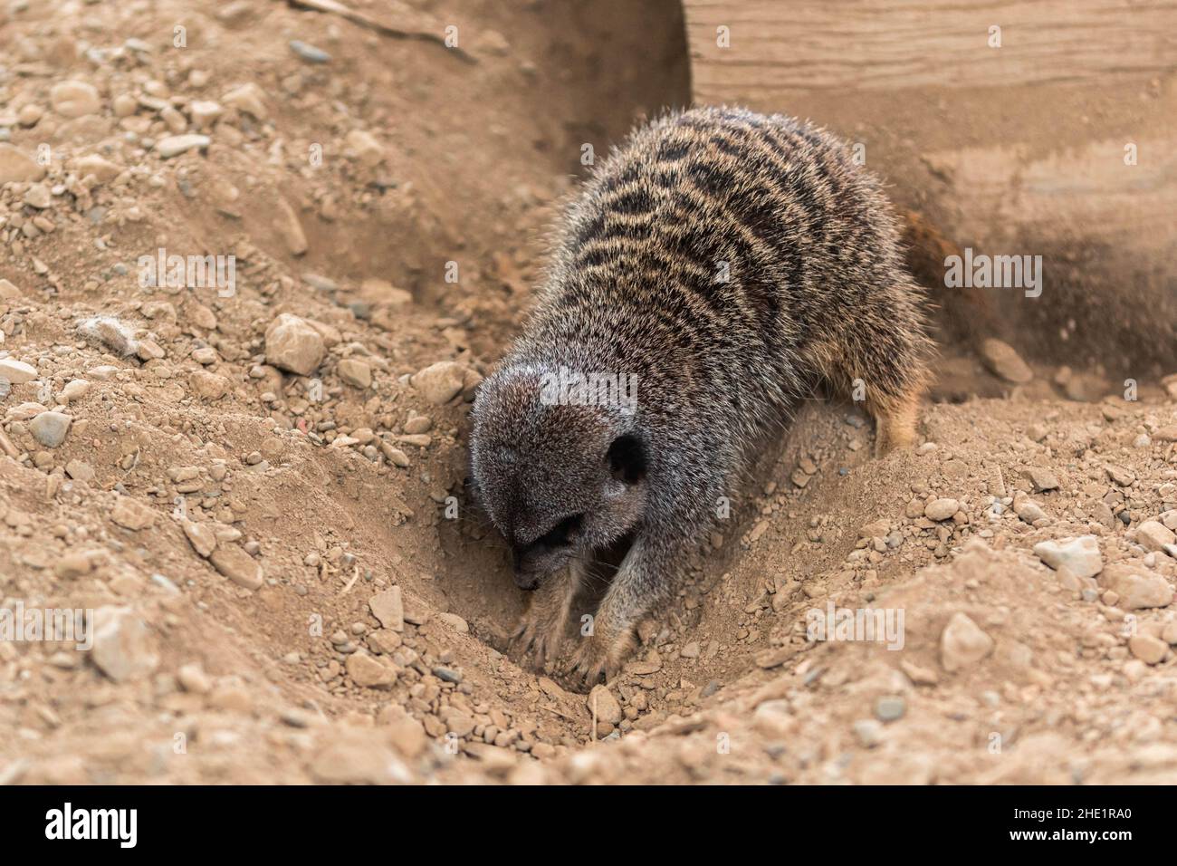 Gros plan d'un meerkat creusant un trou Banque D'Images