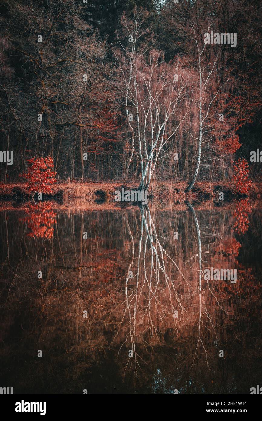 Les arbres se reflètent dans l'eau d'un lac. Banque D'Images