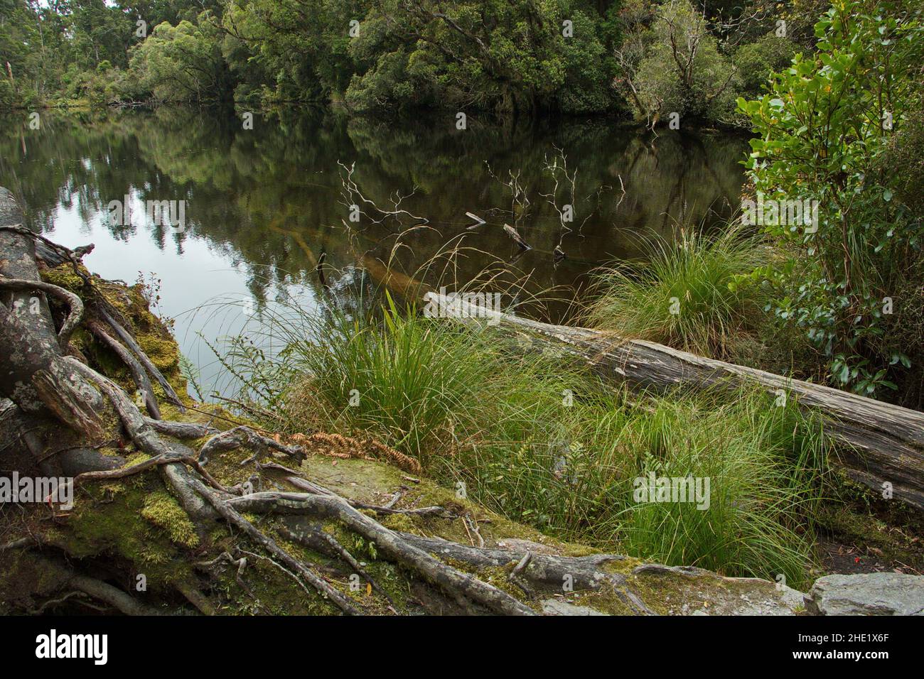 Lac Wombat dans le parc national de Westland Tai Poutini, côte ouest sur l'île du Sud de la Nouvelle-Zélande Banque D'Images