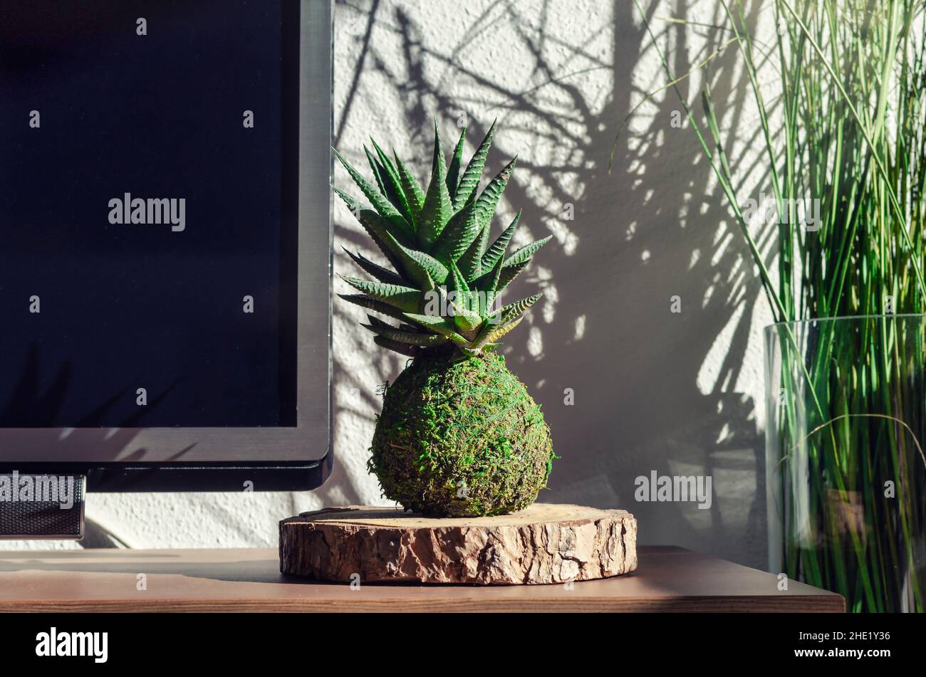 Kokedama d'une plante succulente appelée Haworthia fasciata.Décoration d'intérieur. Banque D'Images