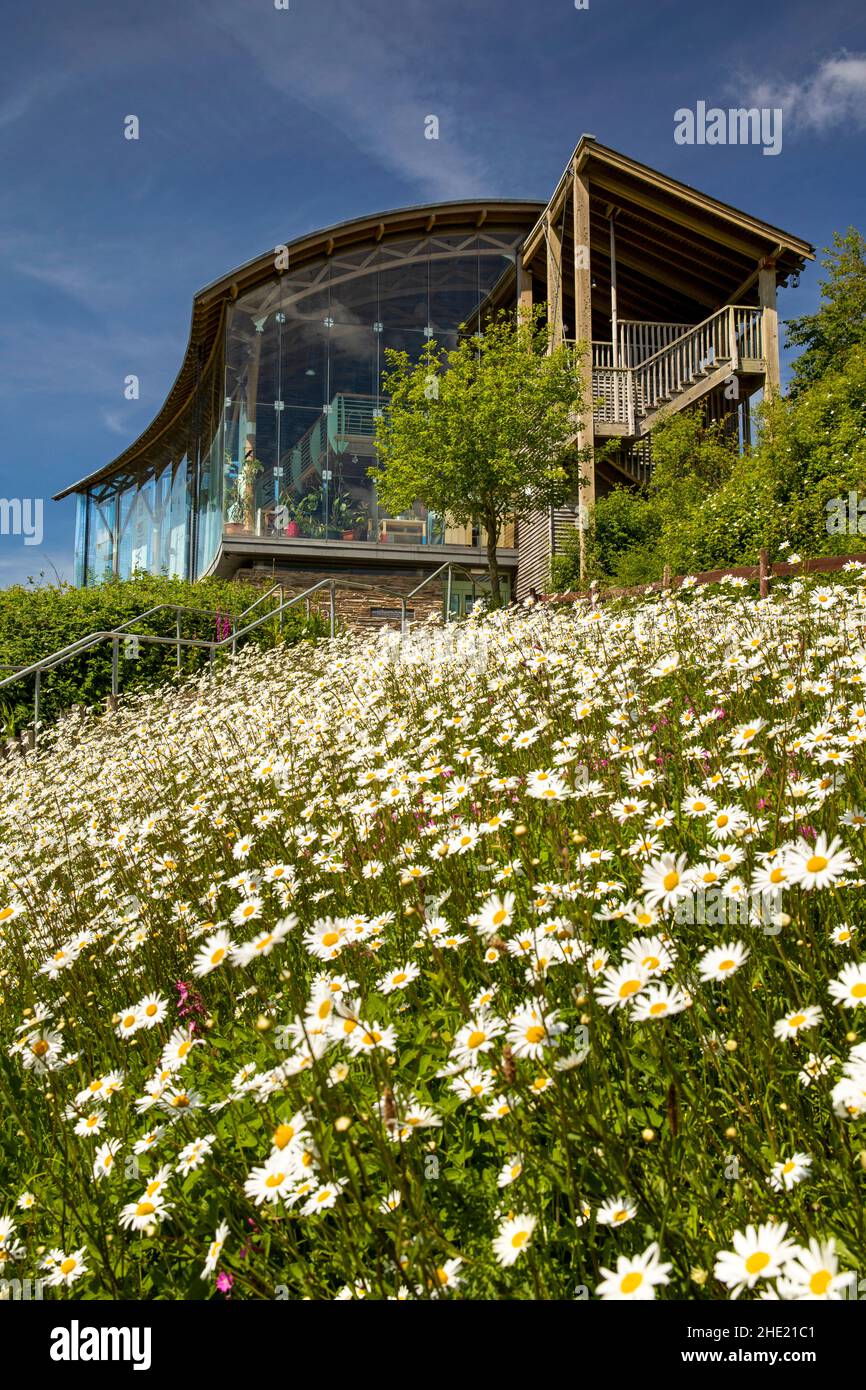 Royaume-Uni, pays de Galles, Pembrokeshire, Cilgerran, Welsh Wildlife Centre,Fleurs sauvages au centre d'accueil et au Glasshouse Cafe Banque D'Images