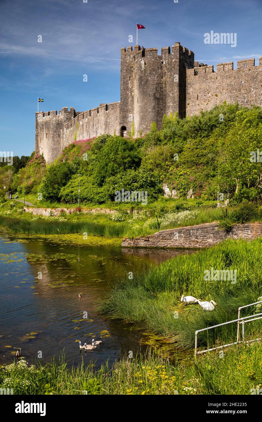 Royaume-Uni, pays de Galles, Pembrokeshire, Pembroke, château du vieux quai Monkton, cygnes nicheurs et cygnes nicheurs sur Mill Pond Banque D'Images