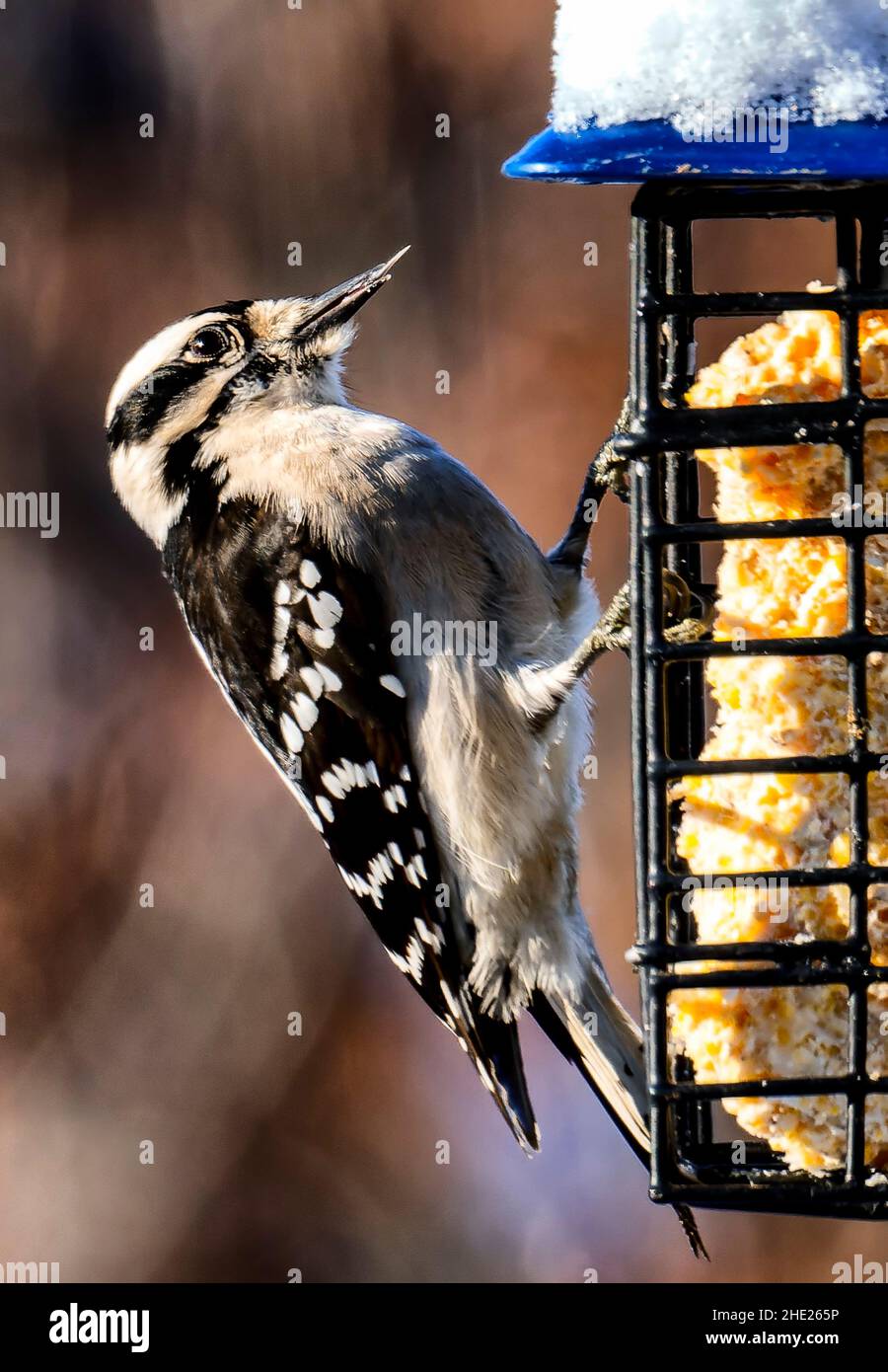 Un pic sur un Suet Feeder Banque D'Images