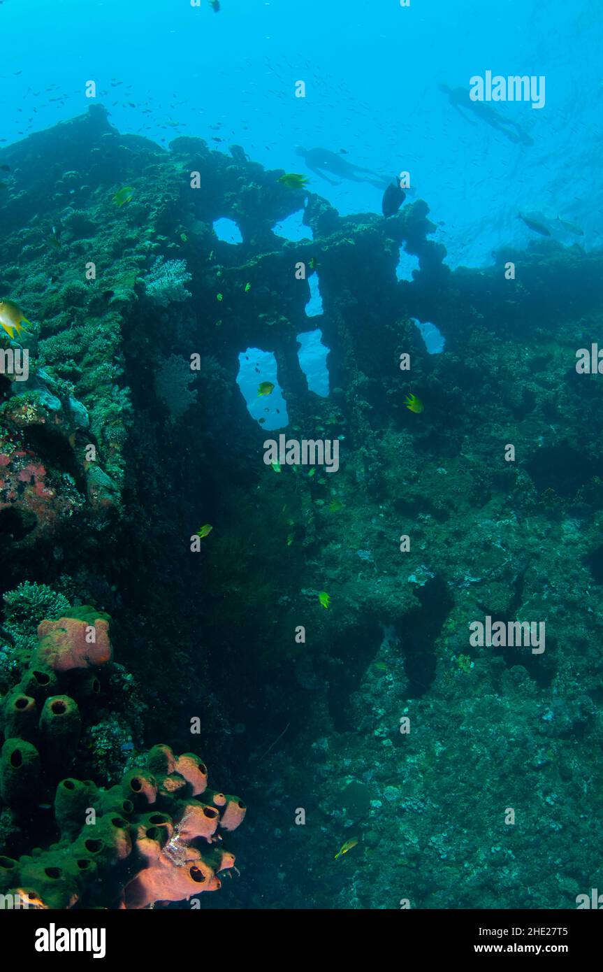 Tubas au-dessus des fenêtres d'épave, site de plongée Liberty Wreck, Tulamben, Karangasem, Bali, Indonésie,Océan Indien Banque D'Images
