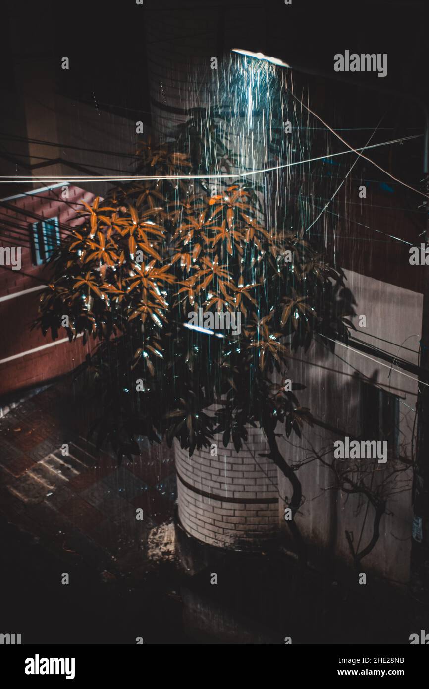 L'eau de pluie tombe dans l'arbre la nuit. Banque D'Images
