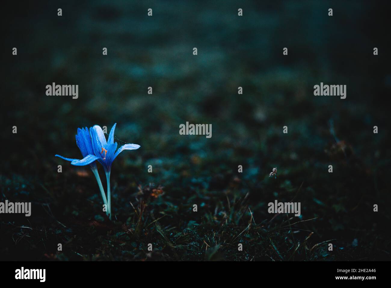 Petite fleur bleue sur fond de nature sombre.Herbe vert foncé.Photo de la nature.Belle fleur sauvage.Photo de haute qualité Banque D'Images