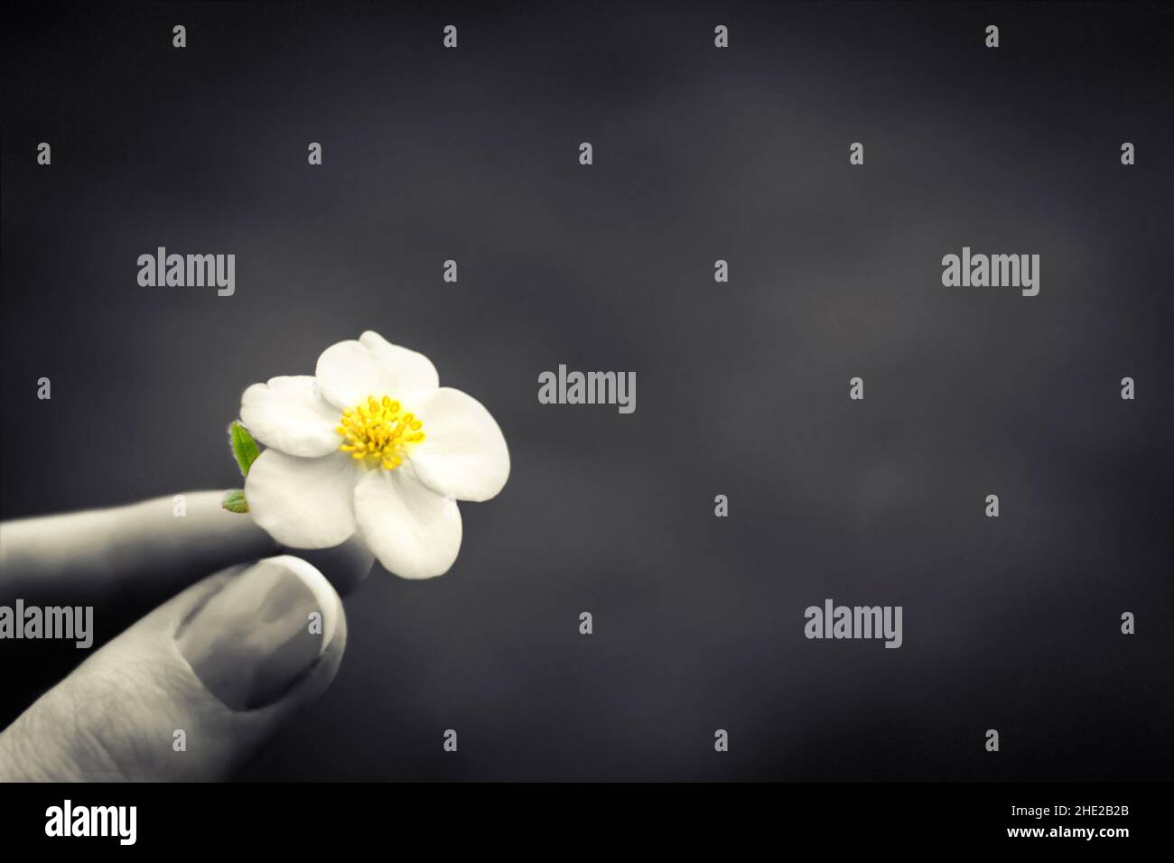 Fleur de jasmin blanche dans la main femelle sur fond noir isolé.Symbole d'espoir, de mémoire, de tristesse, de crise, de deuil,solitude.Écologie du concept.HUMA Banque D'Images