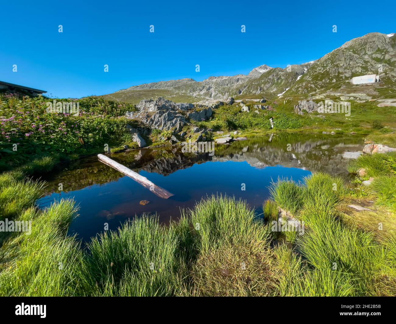 Tronc d'arbre dans un étang alpin pittoresque au col de Grimsel en Suisse Banque D'Images
