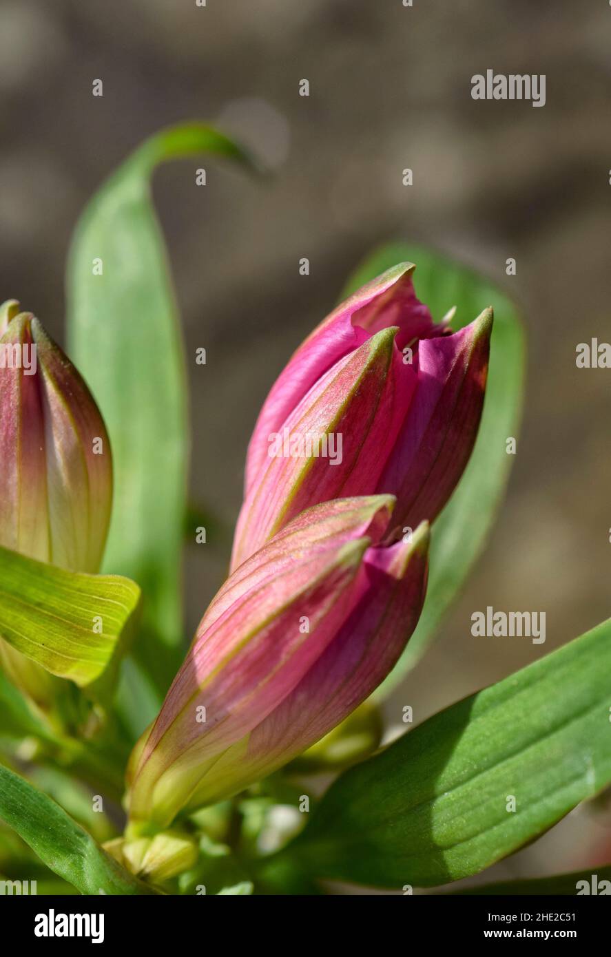 fleur d'alstroemeria rose Banque D'Images