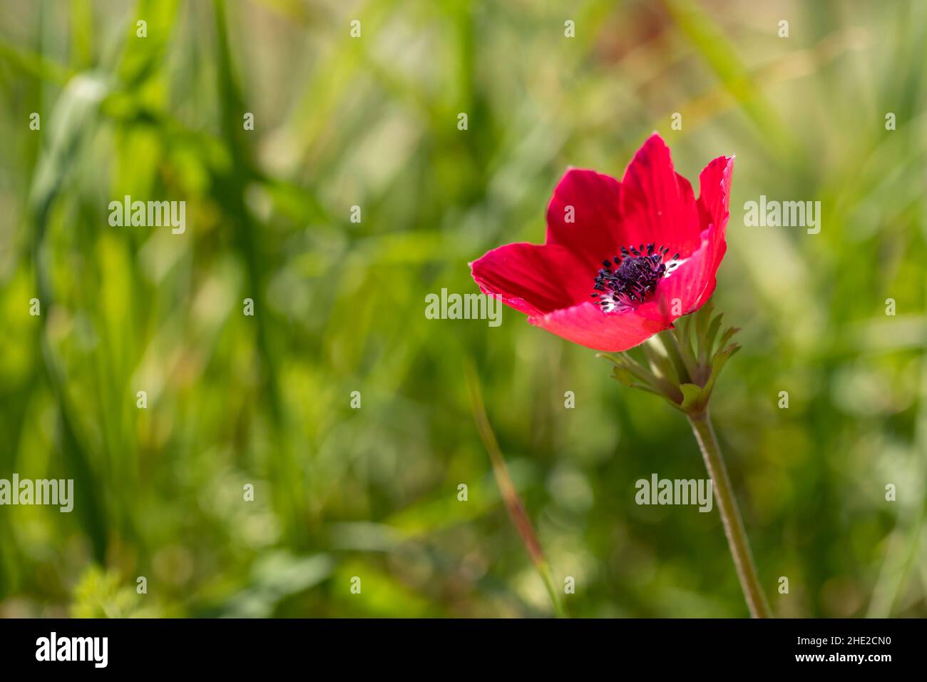 Fleur de pavot ou Papaver rhoeas coquelicot avec la lumière Banque D'Images