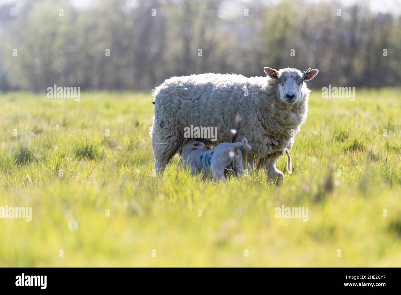 Une mère brebis et son agneau nouveau-né dans la campagne du Suffolk au soleil de printemps Banque D'Images
