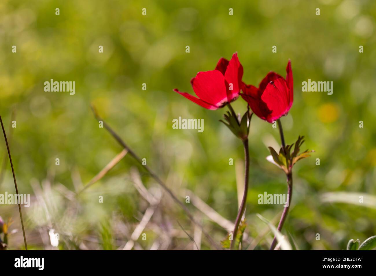 Fleur de pavot ou Papaver rhoeas coquelicot avec la lumière Banque D'Images