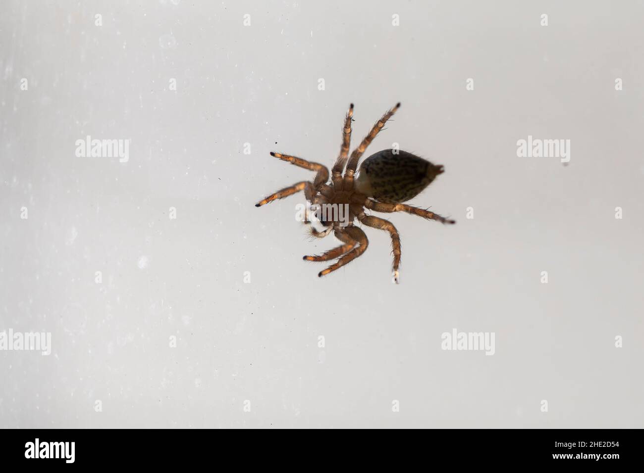 Belle macro d'araignée de saut Banque D'Images