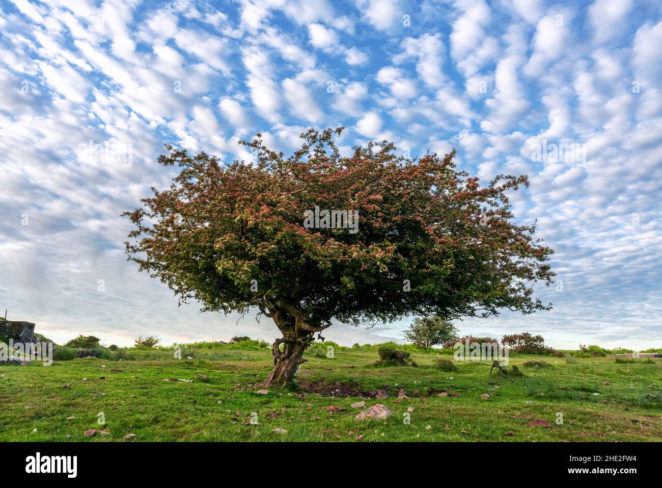 Arbre de Hawthorn sur la lande de bodmin comme le soleil descend cornwall angleterre royaume-uni Banque D'Images