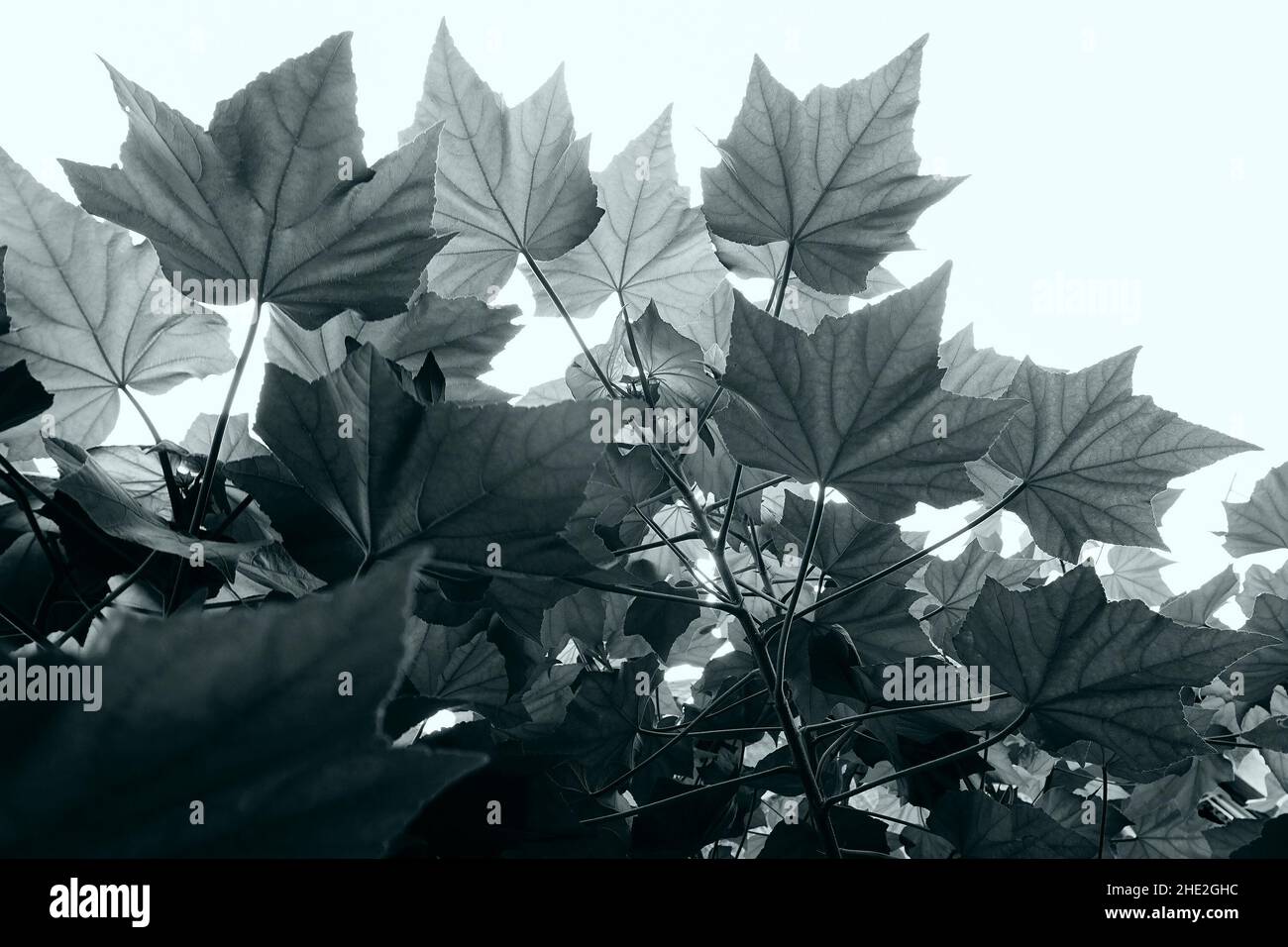 Feuilles noires et blanches sur fond blanc du ciel. Banque D'Images