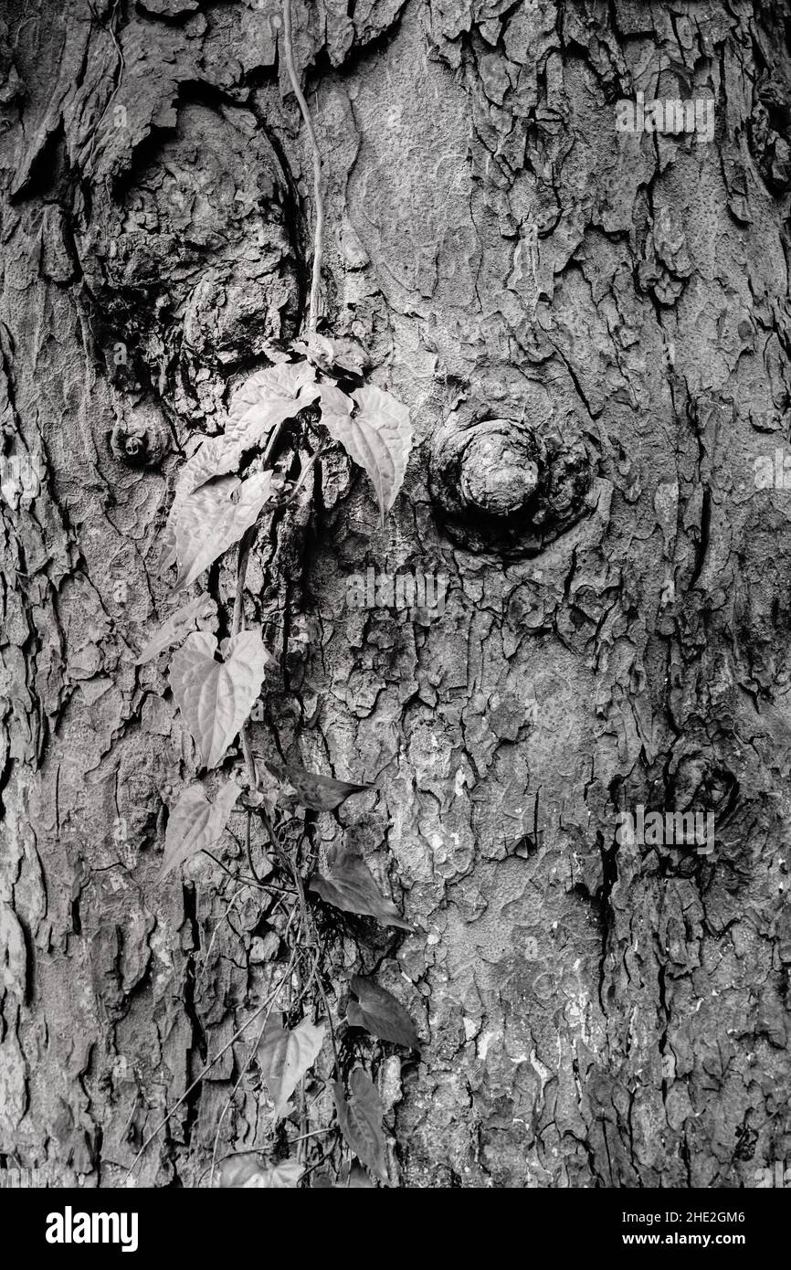 Noir et blanc de nouvelles feuilles fraîches contre la texture du tronc d'arbre en bois.Arrière-plan naturel. Banque D'Images