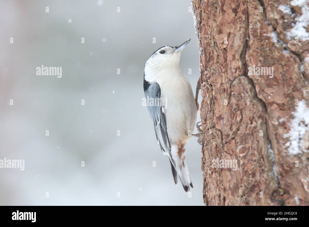 Sitta carolinensis à la poitrine blanche sur un tronc d'arbre dans la neige d'hiver Banque D'Images