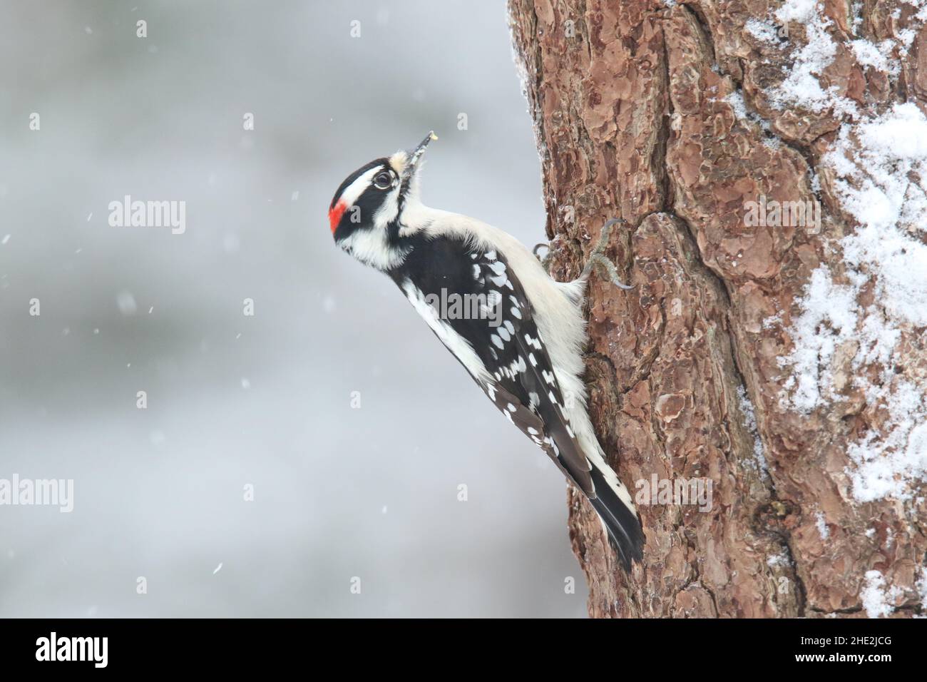 Pic à bois vers le bas Picoides pubescens perçant sur un tronc d'arbre enneigé en hiver Banque D'Images