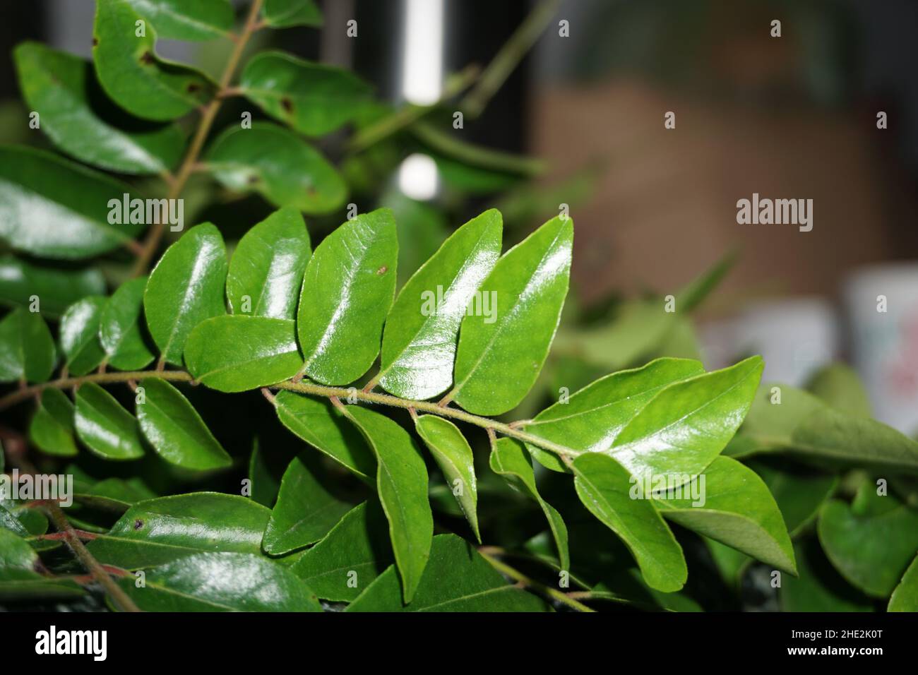 Bouquet de feuilles de curry indiennes fraîches / feuille de curry.Très populaire utilisé pour la cuisine en Inde.La plante est aussi parfois appelée neem doux, bien que M. koen Banque D'Images