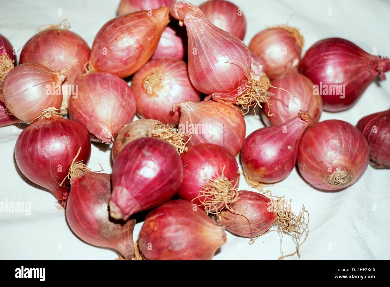 gros plan sur des oignons rouges biologiques, isolés sur fond blanc Banque D'Images