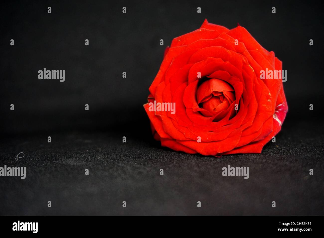 Rose rouge sur fond noir, vue rapprochée Banque D'Images