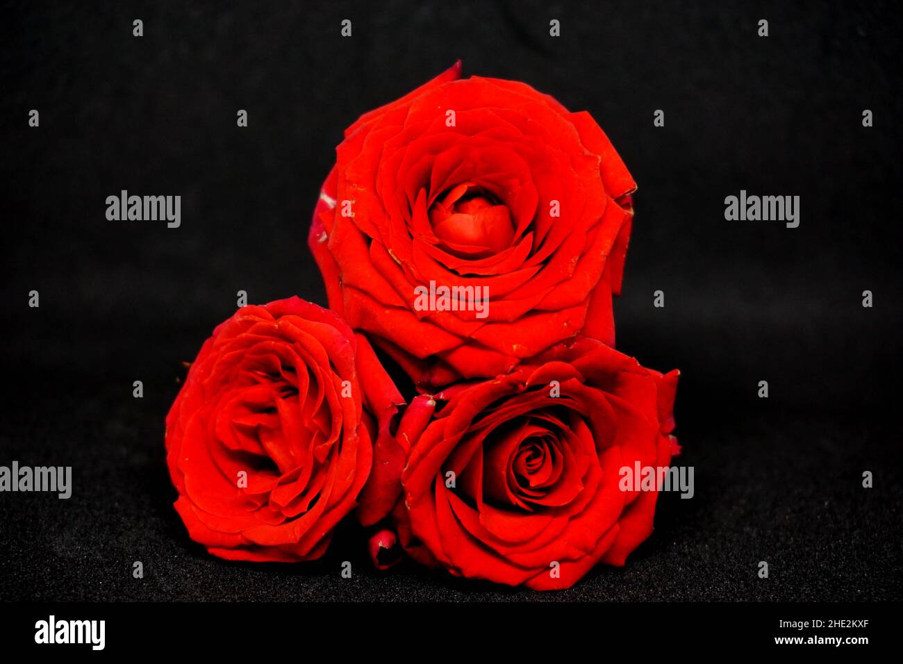 Rose rouge sur fond noir, vue rapprochée Banque D'Images