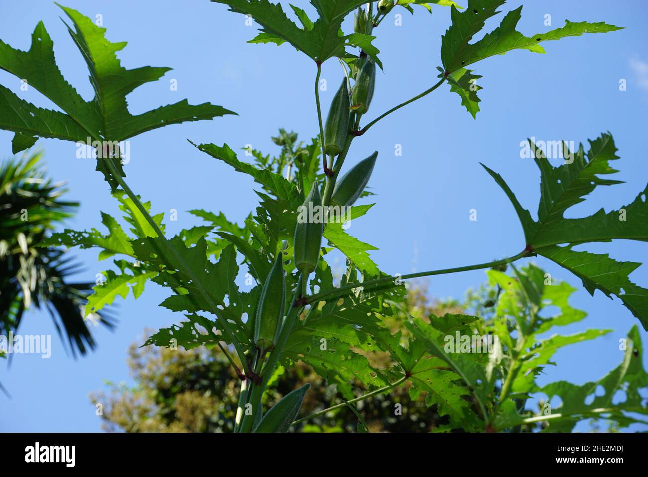 Okra ou Okro, Abelmoschus esculentus, connu dans de nombreux pays anglophones sous le nom de doigts de dames ou ochro, est une plante à fleurs de la famille des malires. Banque D'Images