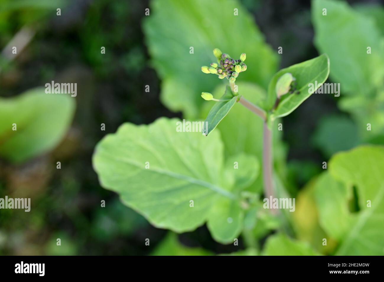 fermer les feuilles de plantes mûres vertes et moudrées avec fleur de fleur dans la ferme sur fond vert-brun hors foyer. Banque D'Images
