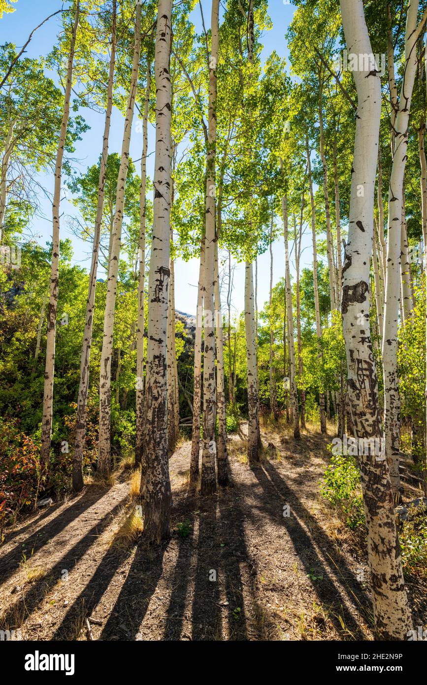 Aspen rétroéclairé au début de l'automne; Water Canyon Recreation Area; Winnemucca; Nevada Banque D'Images