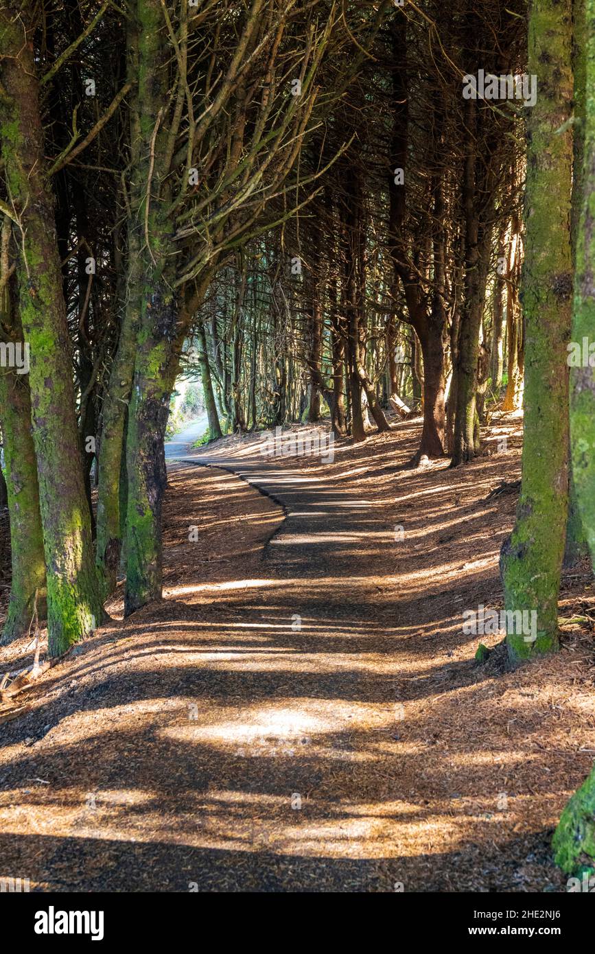 Jeux de lumière et d'ombre sur un sentier de randonnée bordé d'arbres ; zone pittoresque de Cape Perpetua ; côte de l'Oregon ; États-Unis Banque D'Images