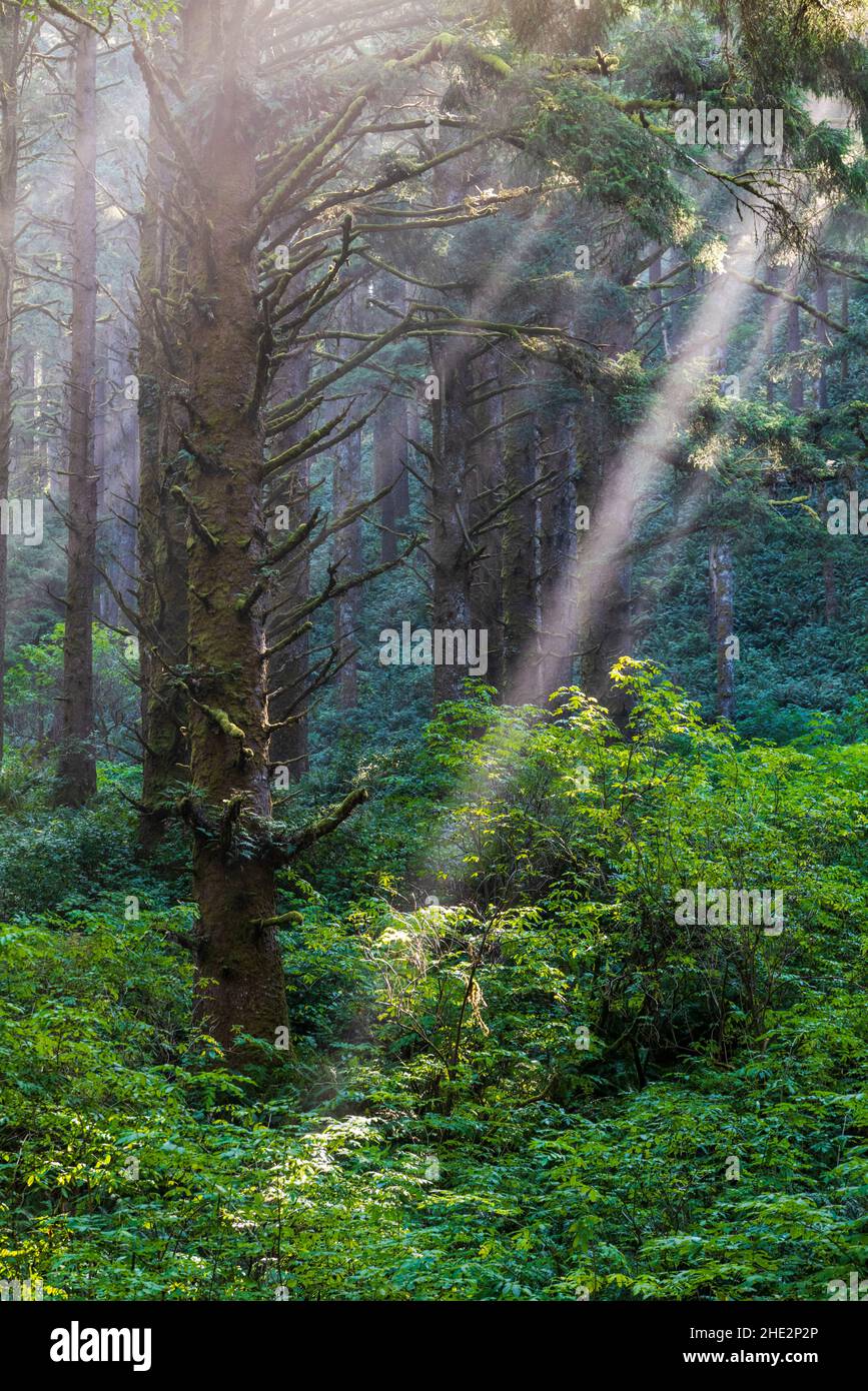 La lumière du matin se filtre à travers la brume et les grands arbres ; zone pittoresque de Cape Perpetua ; près de Yachats ; Oregon ; États-Unis Banque D'Images