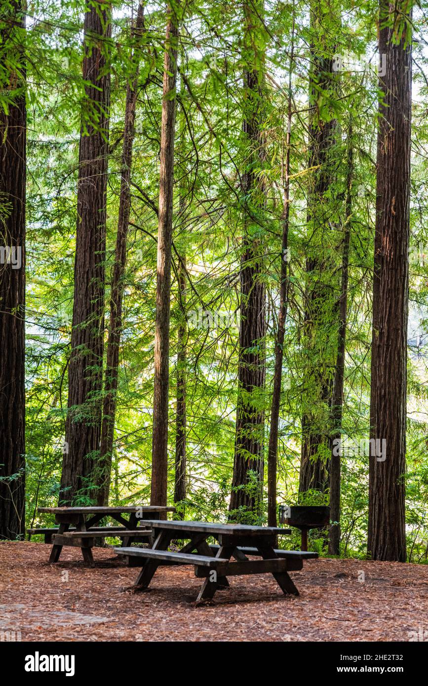 Séquoias de la côte ; parcs nationaux et nationaux de Redwoods ; côte de l'Oregon ; États-Unis Banque D'Images