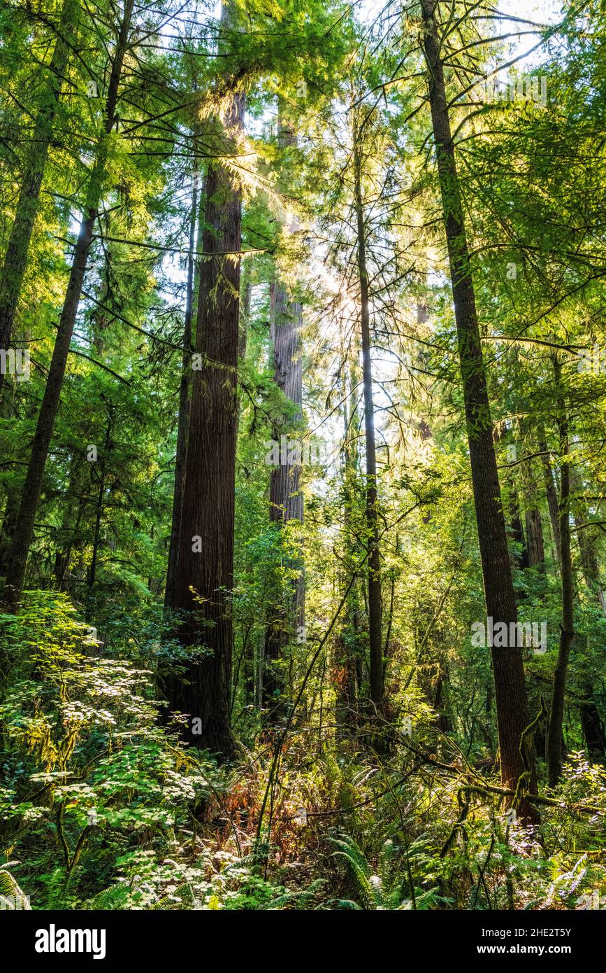 Séquoias de la côte ; parcs nationaux et nationaux de Redwoods ; côte de l'Oregon ; États-Unis Banque D'Images