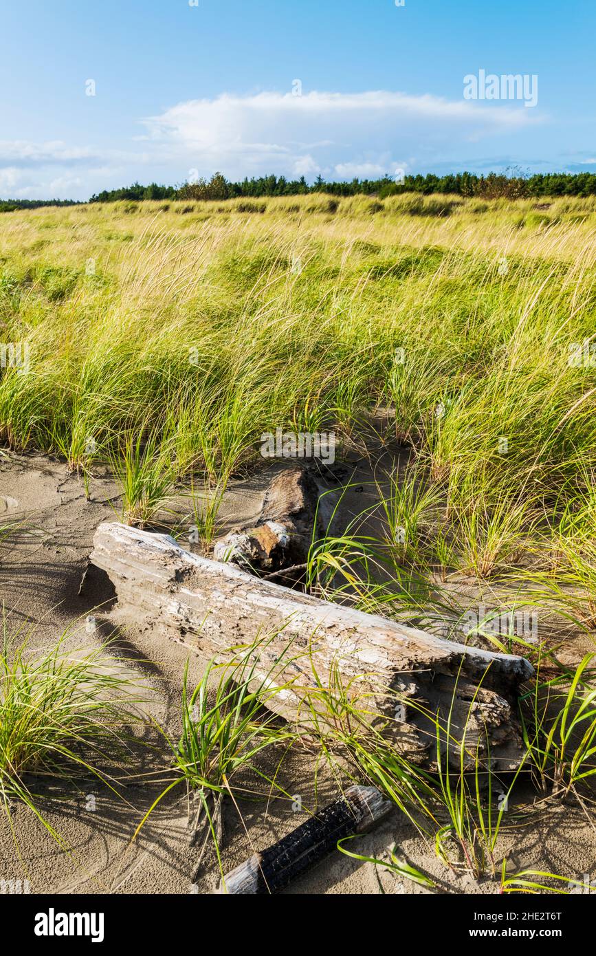 Herbes des dunes; parc national de fort Stevens; océan Pacifique; côte de l'Oregon; près de Warrenton; Oregon;ÉTATS-UNIS Banque D'Images