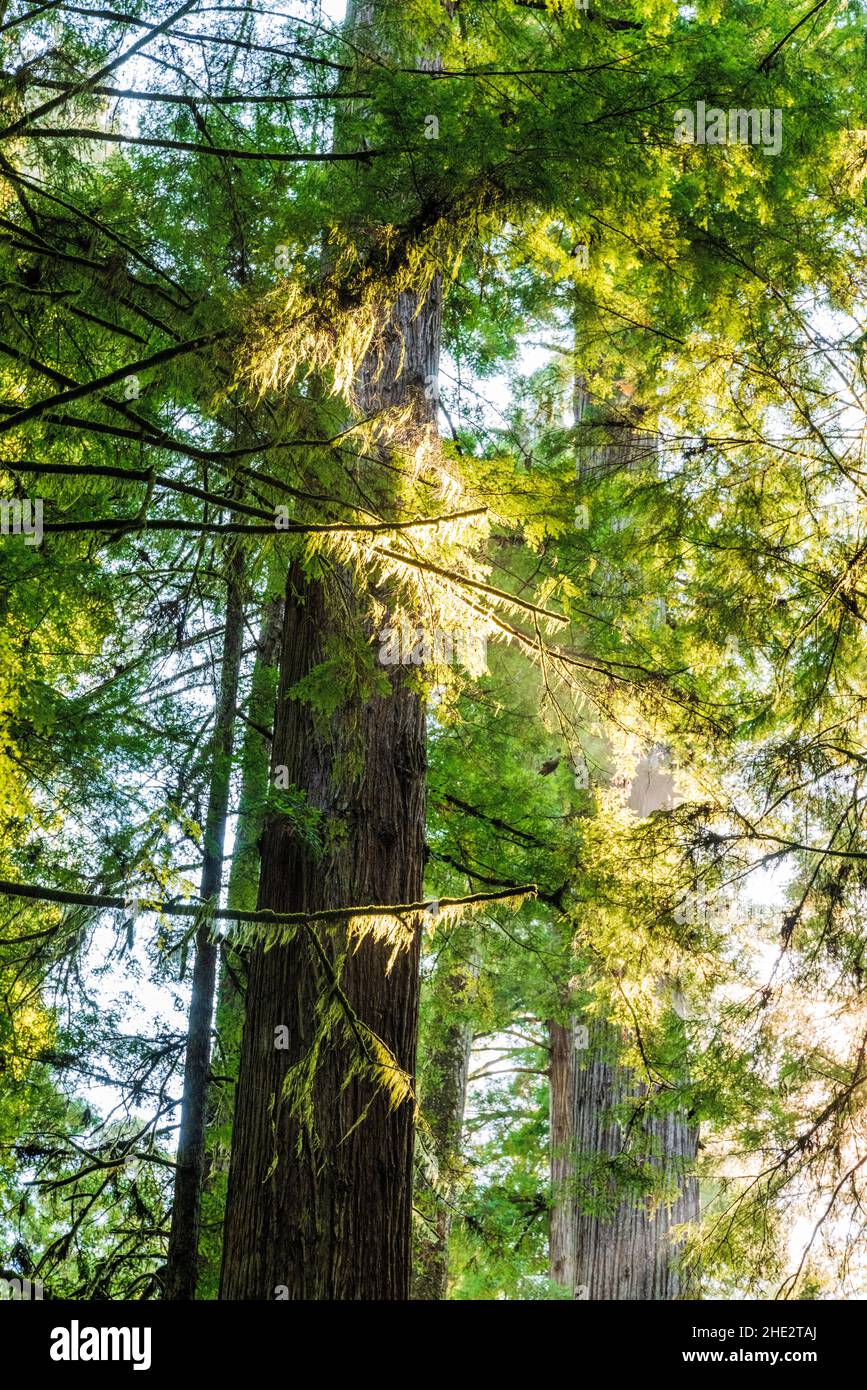 Séquoias de la côte ; parcs nationaux et nationaux de Redwoods ; côte de l'Oregon ; États-Unis Banque D'Images