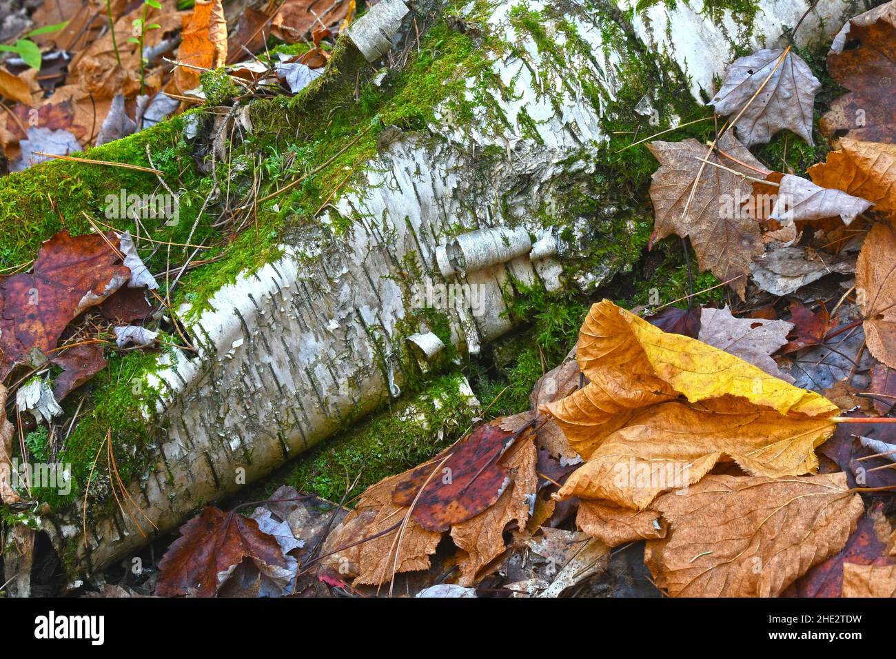 Écorce de bouleau sur le sol de la forêt Banque D'Images