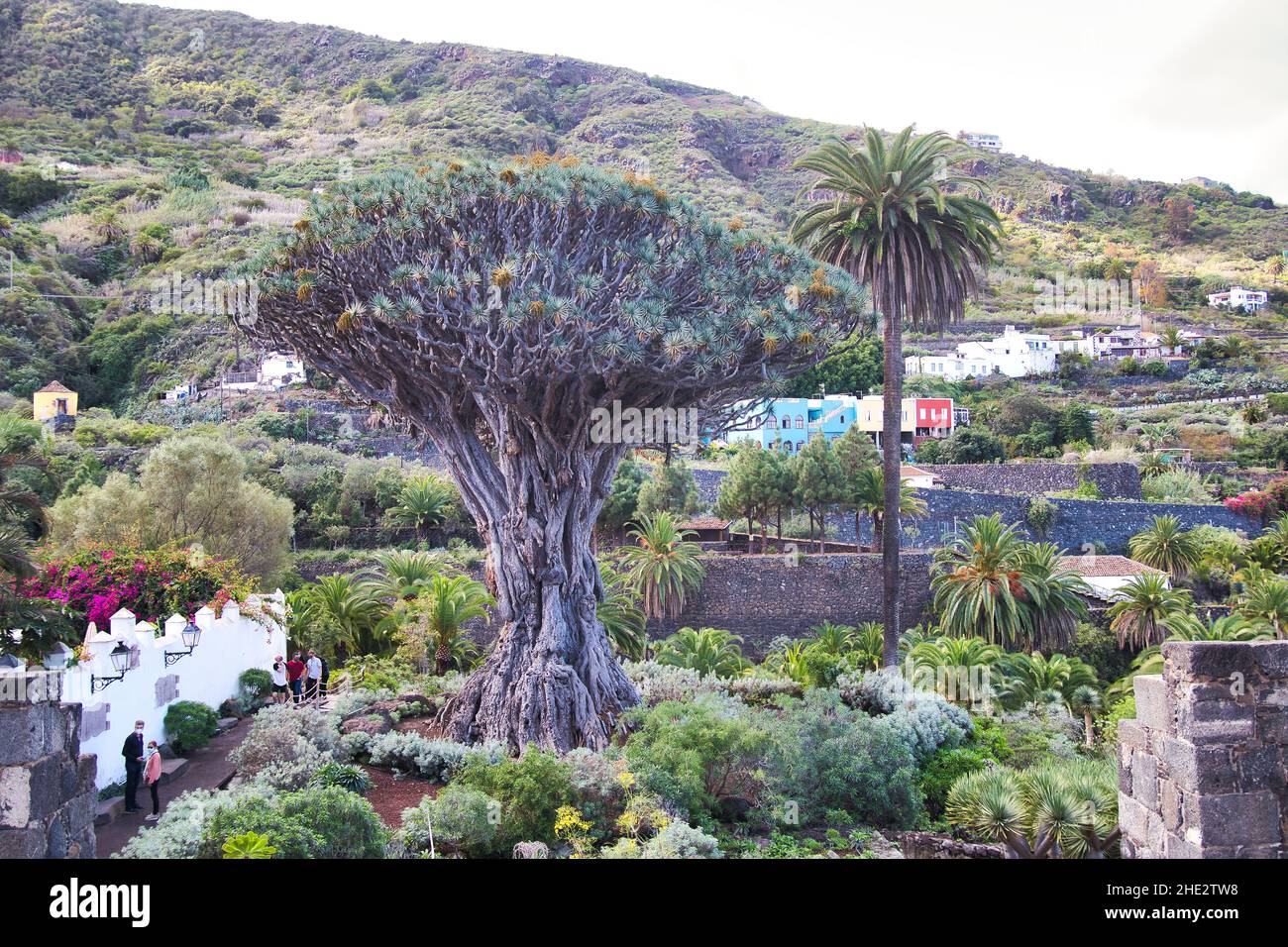 Dragon millénaire, à Icod de los Vinos sur Tenerife en décembre Banque D'Images