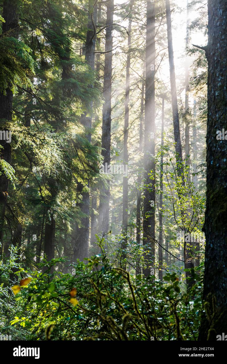 La lumière du matin se filtre à travers la brume et les cèdres rouges de l'Ouest ; Jesse M. Honeyman Memorial State Park ; près de Florence ; Oregon ; États-Unis Banque D'Images