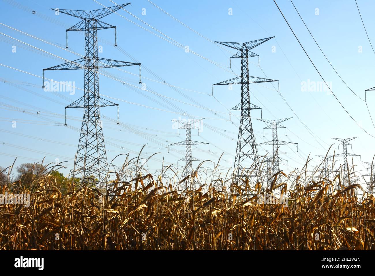 Pylônes électriques dans un champ Banque D'Images