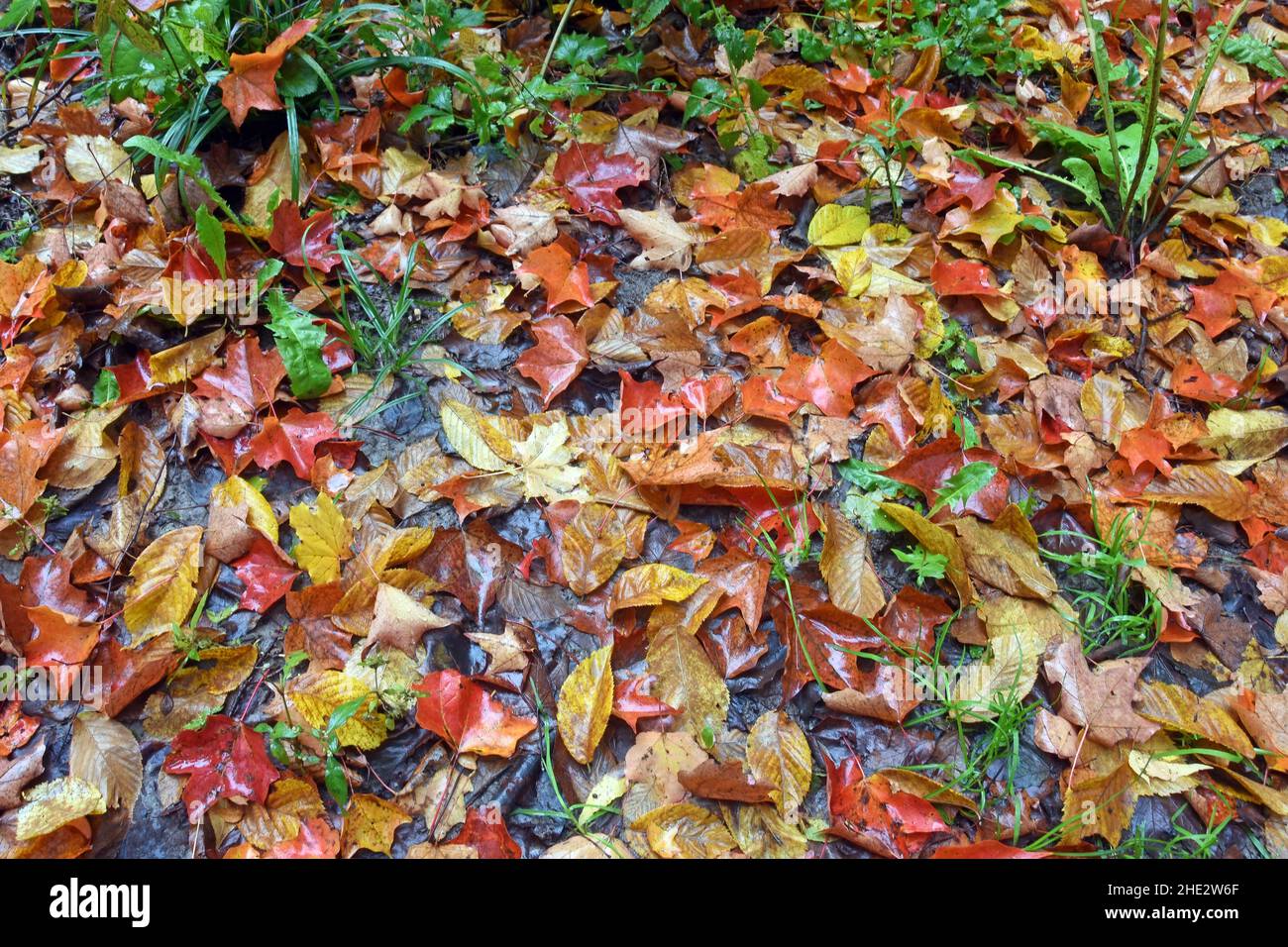 Tapis humide de feuilles mortes colorées sur le plancher de la forêt, Canada Banque D'Images