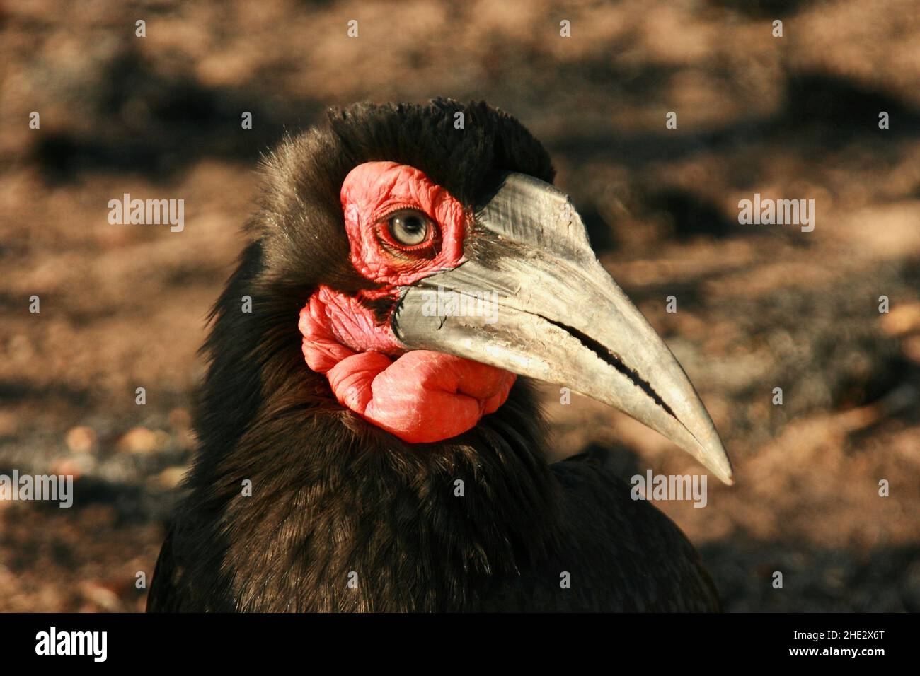 Southern Ground Hornbill, parc national Kruger Banque D'Images