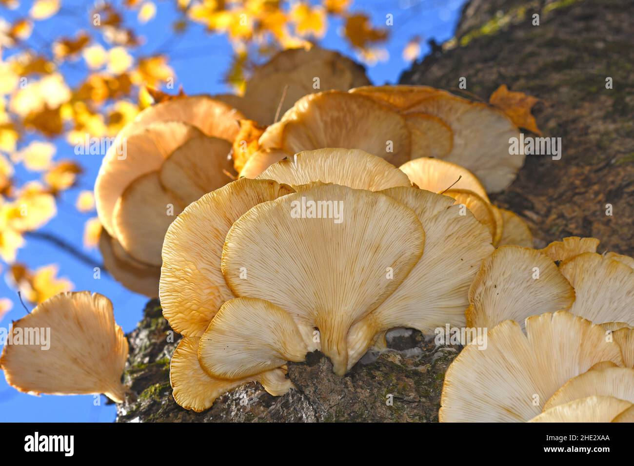 Croissance de champignons jaunes sur le tronc Banque de photographies et d’images à haute