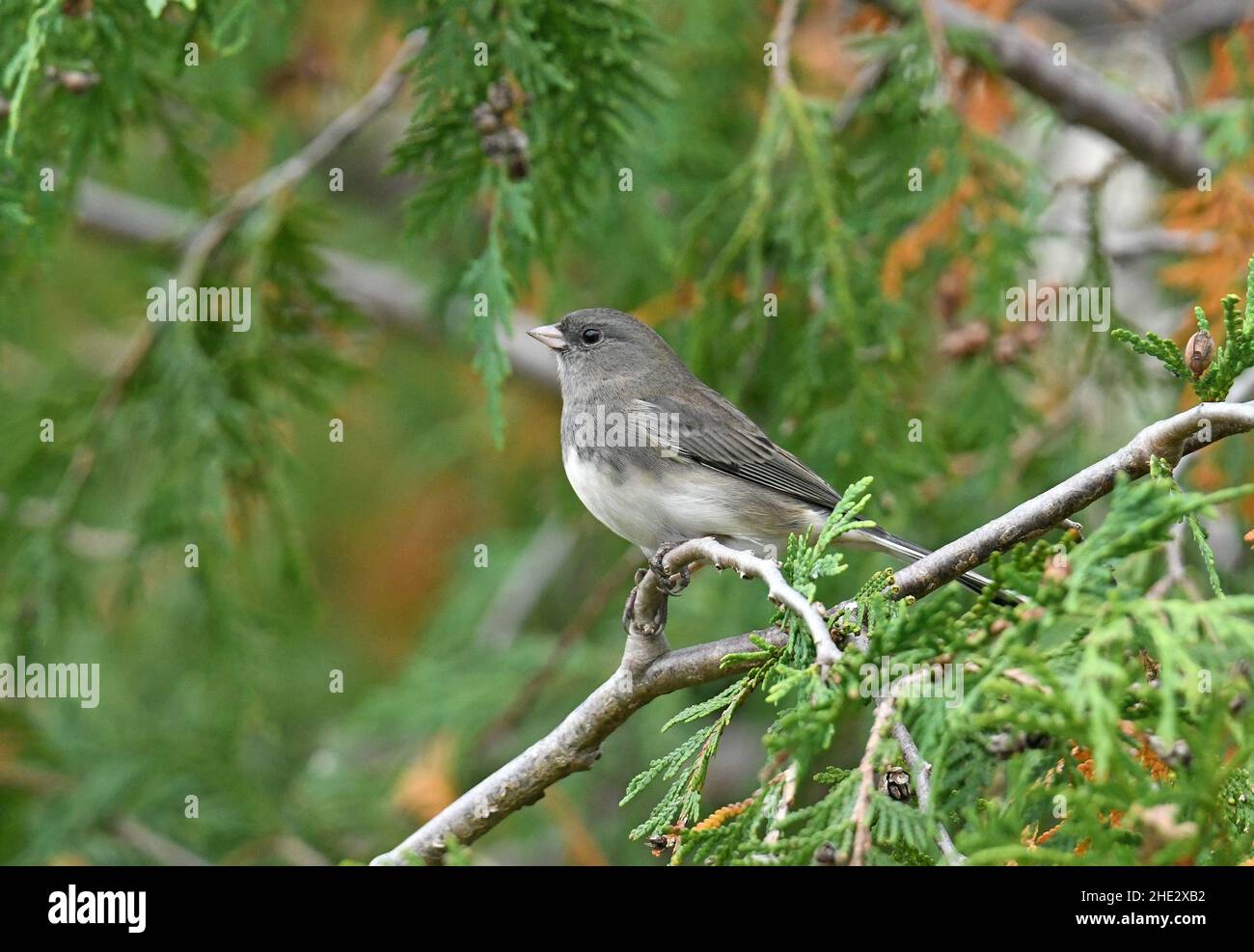 junco du nord, junco de couleur ardoise, junco aux yeux foncés Banque D'Images