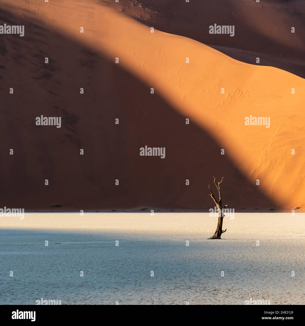 Deadvlei au lever du soleil dans le désert du Namib, parc national Namib-Naukluft, Namibie, Afrique. Banque D'Images