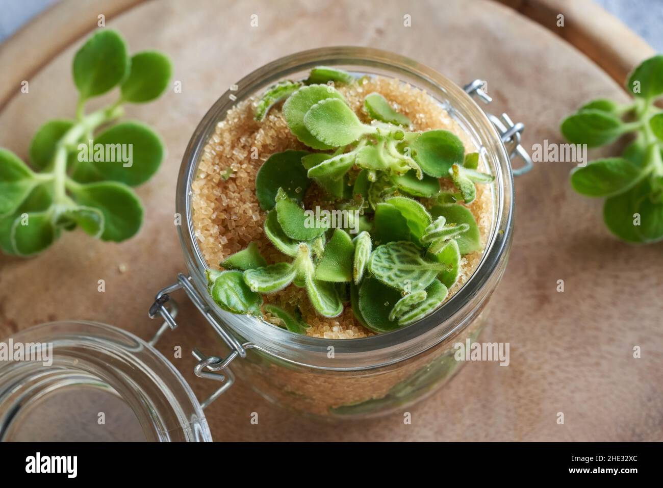 Préparation d'un sirop à base de plantes maison contre de l'argent froid  commun spurflower et sucre de canne Photo Stock - Alamy