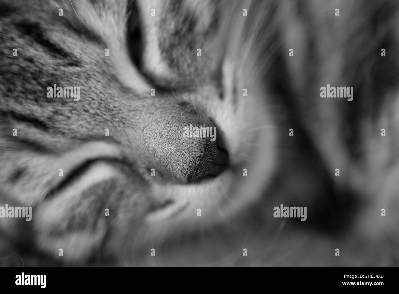 Schlafräude Tigerkatze, zu sehen ist nur ihr Gesicht Banque D'Images