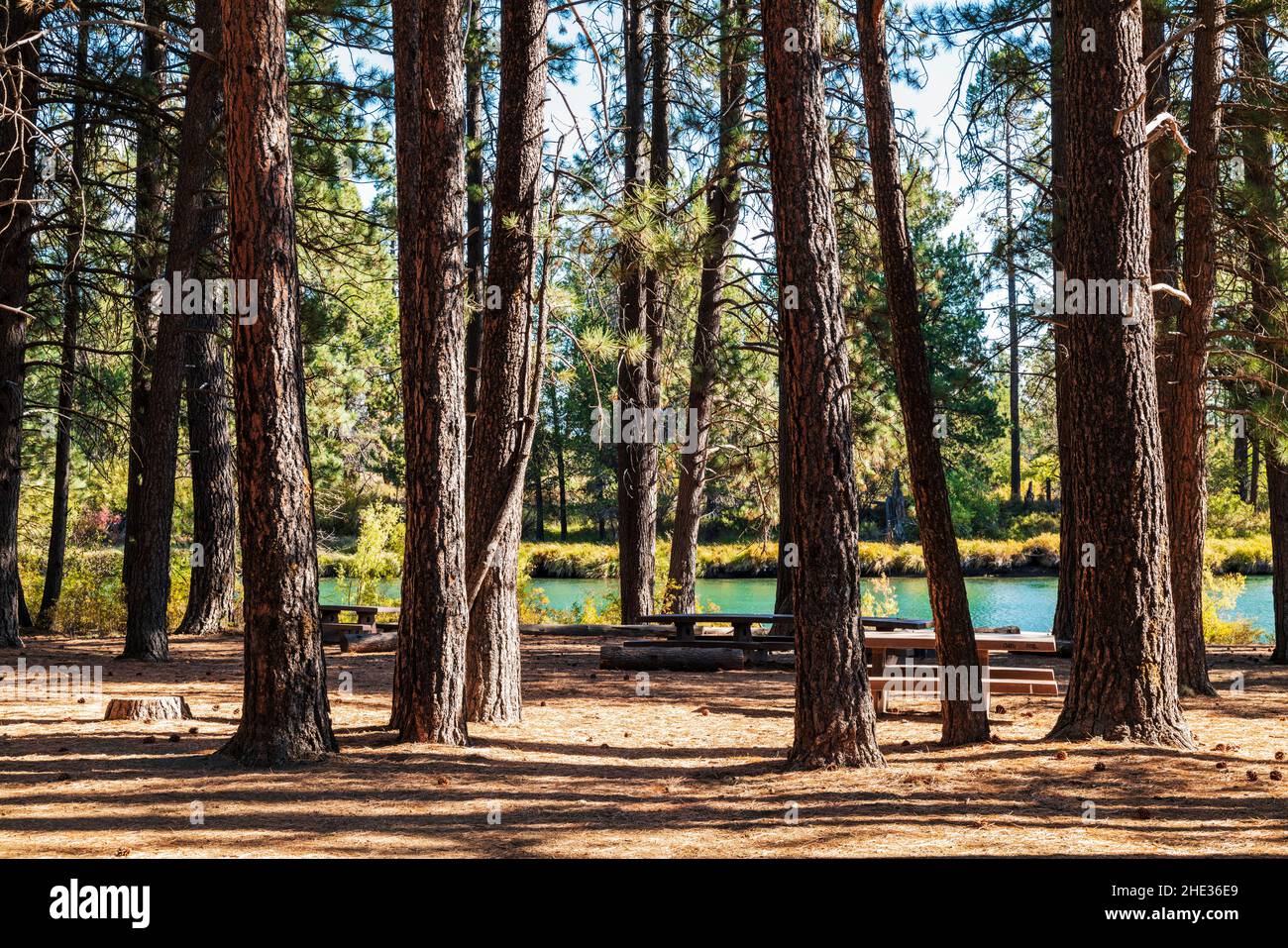 Forêt de pins; rivière Deschutes; près de Bend; Oregon; États-Unis Banque D'Images