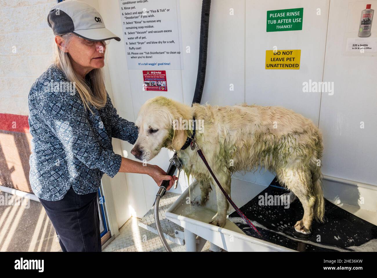 Femme baignant son chien Golden Retriever en platine crasseux dans un auto-lavage automatique pour chiens Banque D'Images