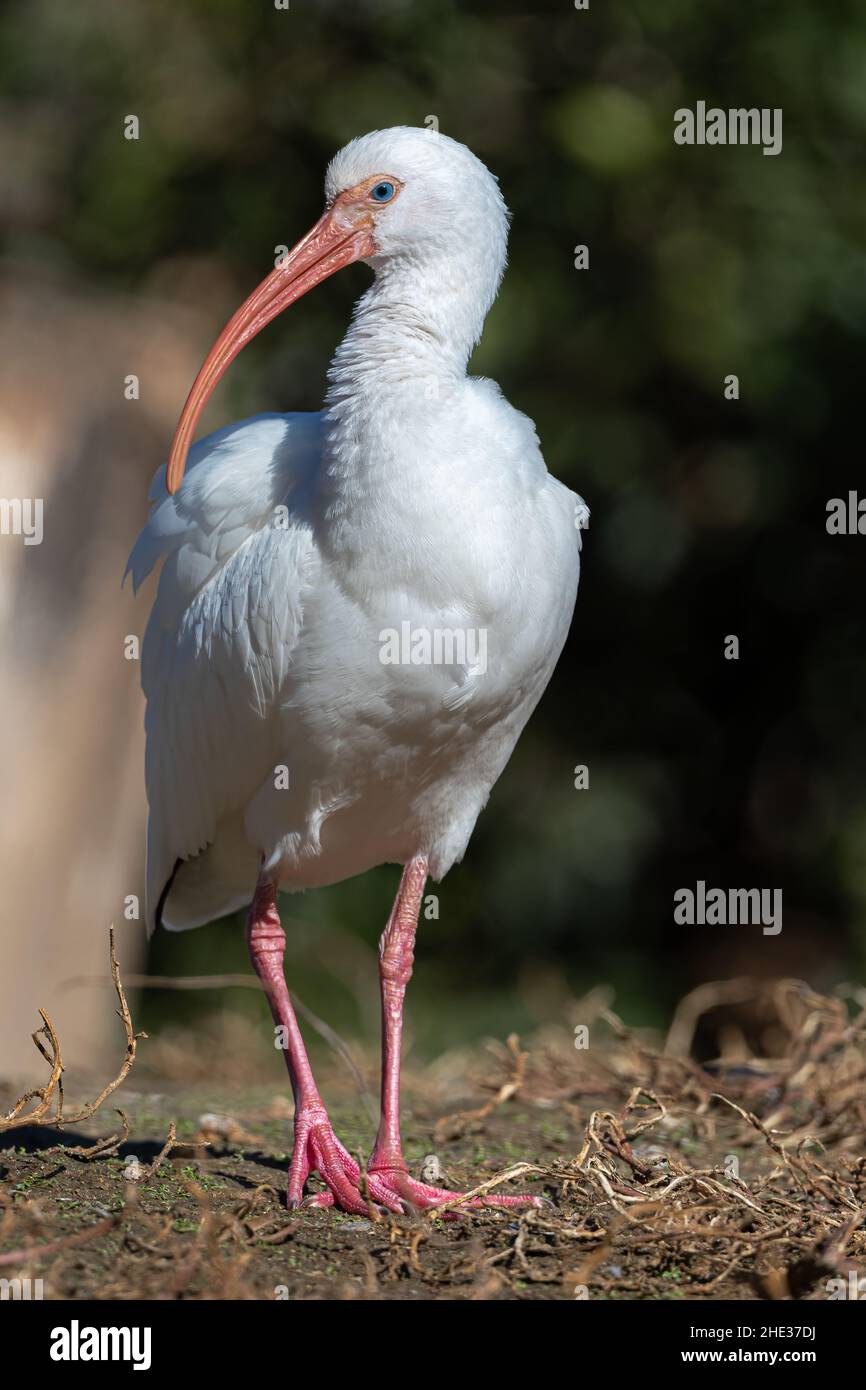 American Ibis blanc (Eudocimus albus) Banque D'Images
